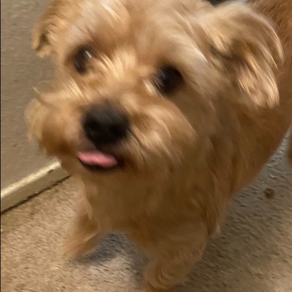 Meet your Posher, Price and my rescue babies. - Picture 3 of 8